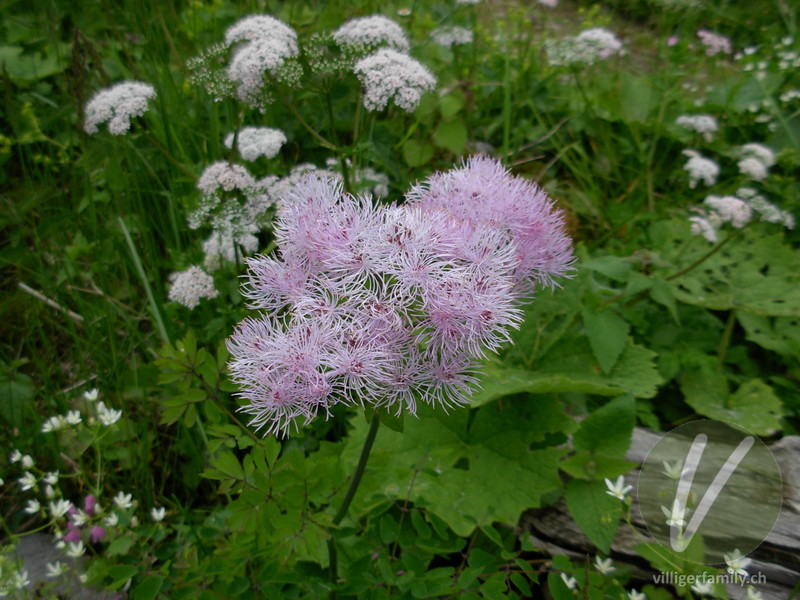 Akeleiblättrige Wiesenraute: Übersicht